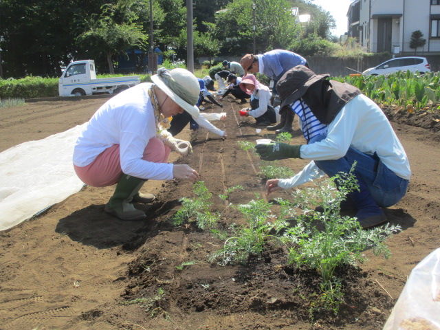 ニンジンの種まきをしている写真