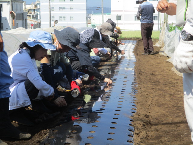 カブの種まきをしている写真