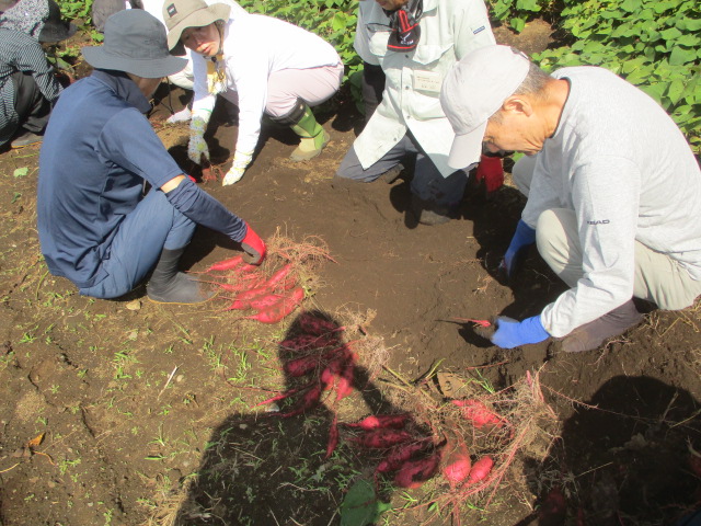サツマイモ掘りの写真