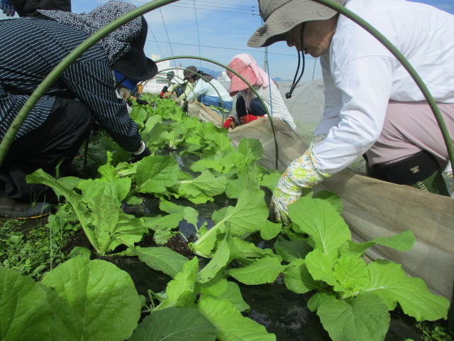 白菜を間引きしている写真