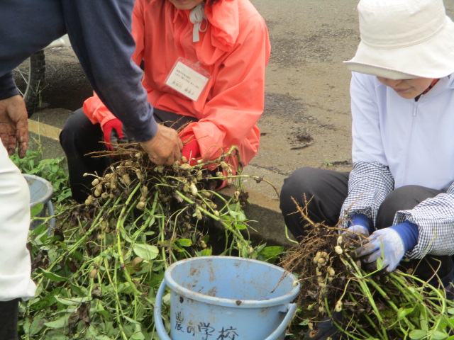落花生の収穫している写真
