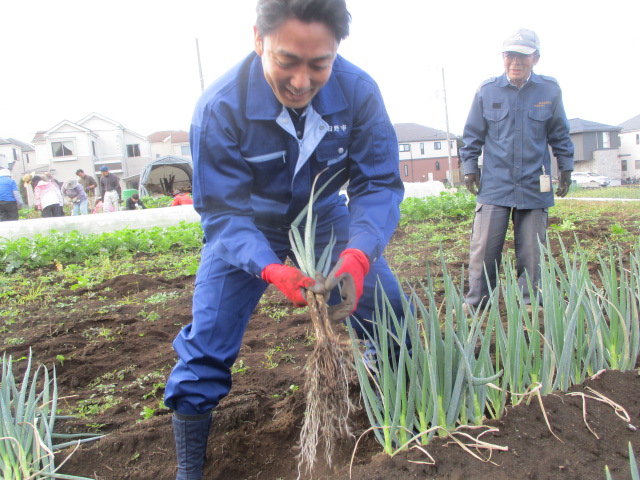 古賀市長がネギを収穫している写真