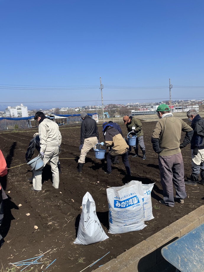写真:種芋を植えている様子