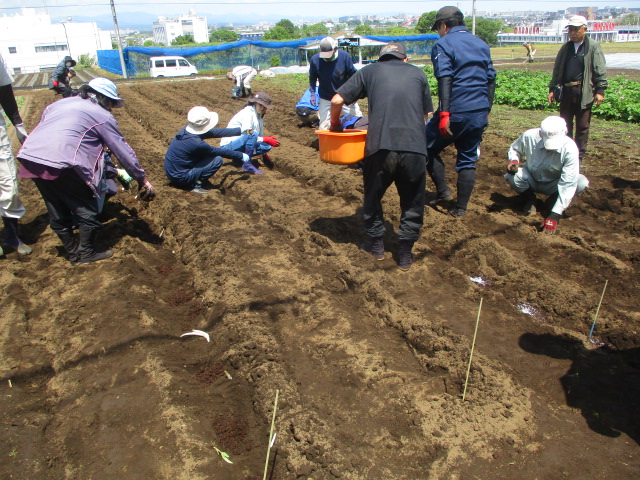 サトイモと八つ頭を植え付けている写真