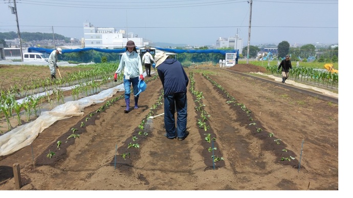サツマイモを植え付けた写真