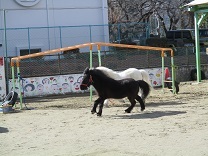 園庭を走る写真