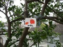 写真：みかんの木