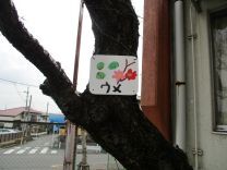 写真：うめの木