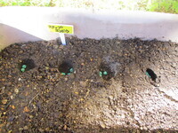 エンドウの双葉の写真