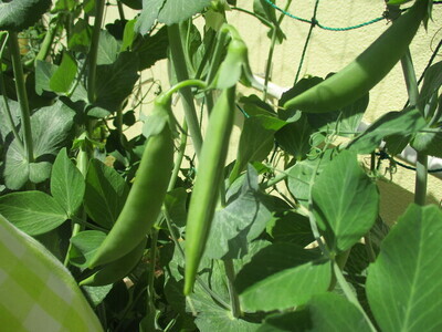 スナップエンドウの写真