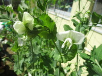 スナップエンドウの花の写真