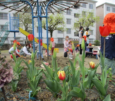 ちゅうリップの写真