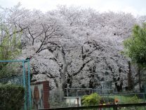 桜の写真