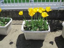 チューリップの写真