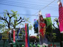 写真：こいのぼり2