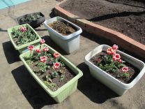 写真：チューリップ1