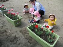 写真：チューリップ2