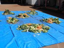 写真:土つくり1