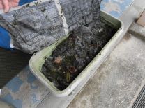 写真:土つくり14