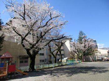 桜が満開の様子の写真