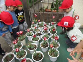 子どもたちがチューリップを見ている様子の写真