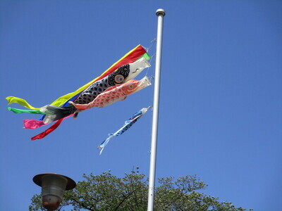 こいのぼりの写真