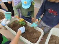 茄子の苗を植えている様子の写真