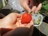 大きないちごの写真