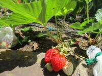 育ったイチゴの写真