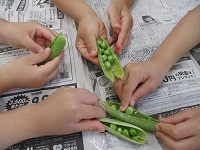 グリンピースの皮をむいている手の写真