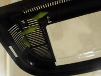 写真:あおむし1