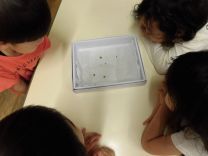 写真:あおむし3