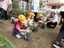 写真:さつまいも植え1