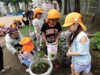 写真:さつまいもの苗植え5