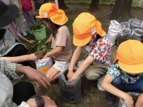 写真:さつまいもの苗植え2