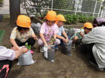 写真:さつまいもの苗植え3