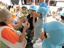 写真:さつまいもの苗