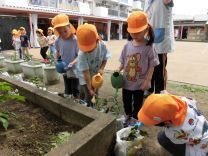写真:さつまいもの苗植え5
