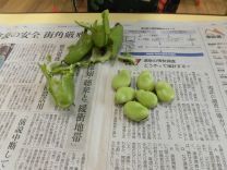 写真:そらまめさやむき7