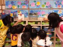 写真:ちょうちょ1