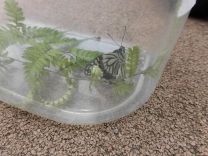 写真:ちょうちょ