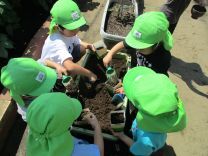 写真：いんげん豆