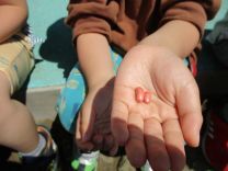 写真：いんげん豆2