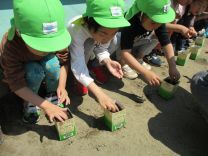 写真：いんげん豆3