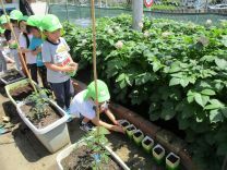 写真：いんげん豆5