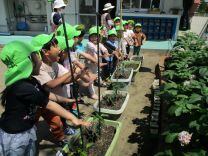 写真：いんげん豆6