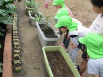 写真：いんげん豆7