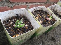 写真：いんげん豆8