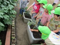 写真：いんげん豆9