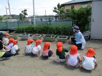 写真：夏野菜苗植え1